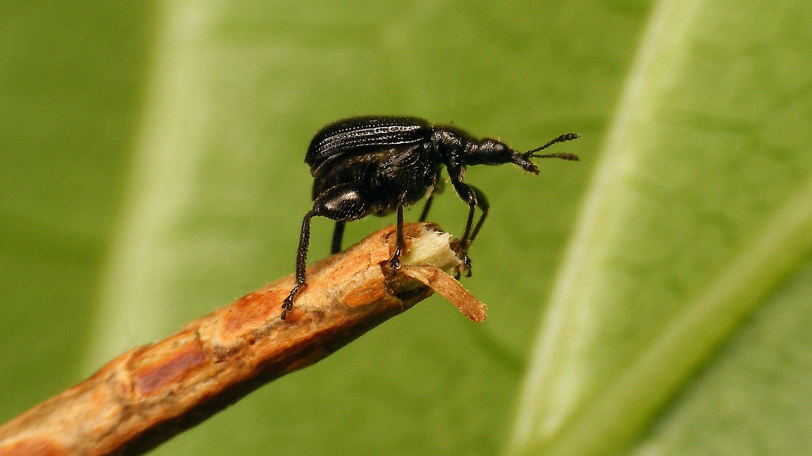 Deporaus betulae - Lateral Contemplating take off ... (but it turned and walked back)<br />
More images linked with this one:<br />
<figure class="photo"><a href="https://www.jungledragon.com/image/113827/deporaus_betulae.html" title="Deporaus betulae"><img src="https://s3.amazonaws.com/media.jungledragon.com/images/3043/113827_thumb.jpg?AWSAccessKeyId=05GMT0V3GWVNE7GGM1R2&Expires=1759968010&Signature=X2uDlO3fChghTAI1E95LEj7vsYo%3D" width="200" height="114" alt="Deporaus betulae More angles on same individual:<br />
https://www.jungledragon.com/image/113824/deporaus_betulae_-_portrait.html<br />
https://www.jungledragon.com/image/113825/deporaus_betulae_-_lateral.html<br />
https://www.jungledragon.com/image/113826/deporaus_betulae_-_wings_out.html Attelabidae,Curculionoidea,Deporaini,Deporaus,Deporaus betulae,Geotagged,Netherlands,Rhynchitidae,Rhynchitinae,nl: Berkenbladroller" /></a></figure> Attelabidae,Curculionoidea,Deporaini,Deporaus,Deporaus betulae,Rhynchitidae,Rhynchitinae,nl: Berkenbladroller