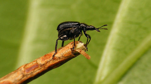 Deporaus betulae - Lateral Contemplating take off ... (but it turned and walked back)
More images linked with this one:
https://www.jungledragon.com/image/113827/deporaus_betulae.html Attelabidae,Curculionoidea,Deporaini,Deporaus,Deporaus betulae,Rhynchitidae,Rhynchitinae,nl: Berkenbladroller