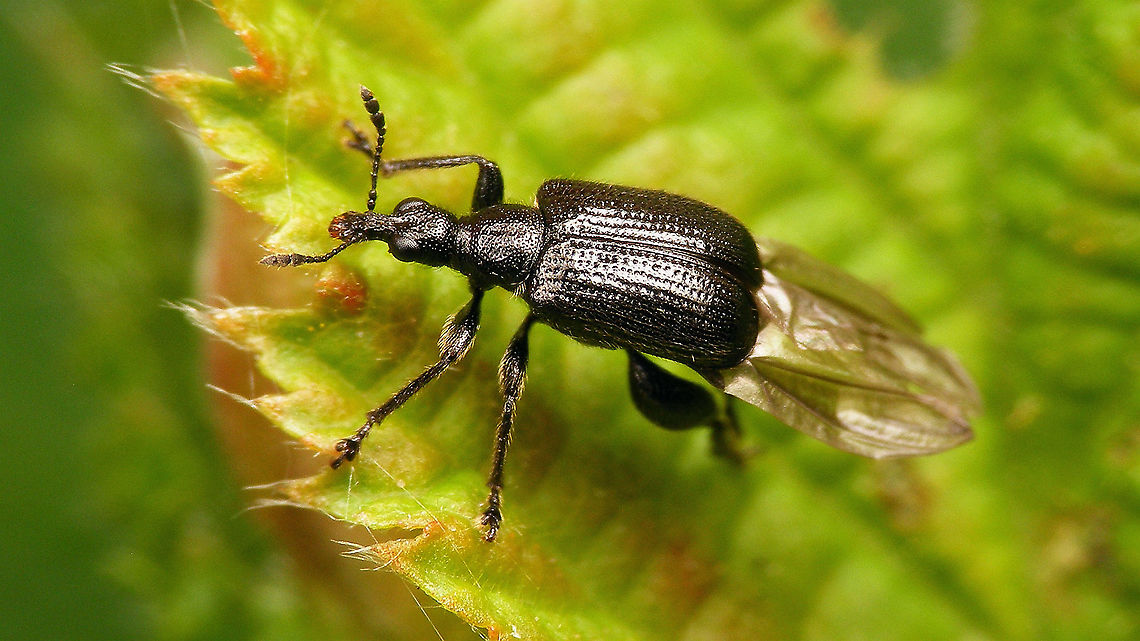 Deporaus betulae - Wings out More images linked with this one:<br />
<figure class="photo"><a href="https://www.jungledragon.com/image/113827/deporaus_betulae.html" title="Deporaus betulae"><img src="https://s3.amazonaws.com/media.jungledragon.com/images/3043/113827_thumb.jpg?AWSAccessKeyId=05GMT0V3GWVNE7GGM1R2&Expires=1769040010&Signature=yI45Mu7Gin%2Bz8LjhnypHmc%2F9jd8%3D" width="200" height="114" alt="Deporaus betulae More angles on same individual:<br />
https://www.jungledragon.com/image/113824/deporaus_betulae_-_portrait.html<br />
https://www.jungledragon.com/image/113825/deporaus_betulae_-_lateral.html<br />
https://www.jungledragon.com/image/113826/deporaus_betulae_-_wings_out.html Attelabidae,Curculionoidea,Deporaini,Deporaus,Deporaus betulae,Geotagged,Netherlands,Rhynchitidae,Rhynchitinae,nl: Berkenbladroller" /></a></figure> Attelabidae,Curculionoidea,Deporaini,Deporaus,Deporaus betulae,Geotagged,Netherlands,Rhynchitidae,Rhynchitinae,nl: Berkenbladroller