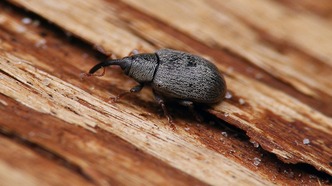 Acalyptus carpini Found on Willow (but dropped itself) Acalyptus,Acalyptus carpini,Curculionidae,Curculioninae,Curculionoidea,Geotagged,Netherlands