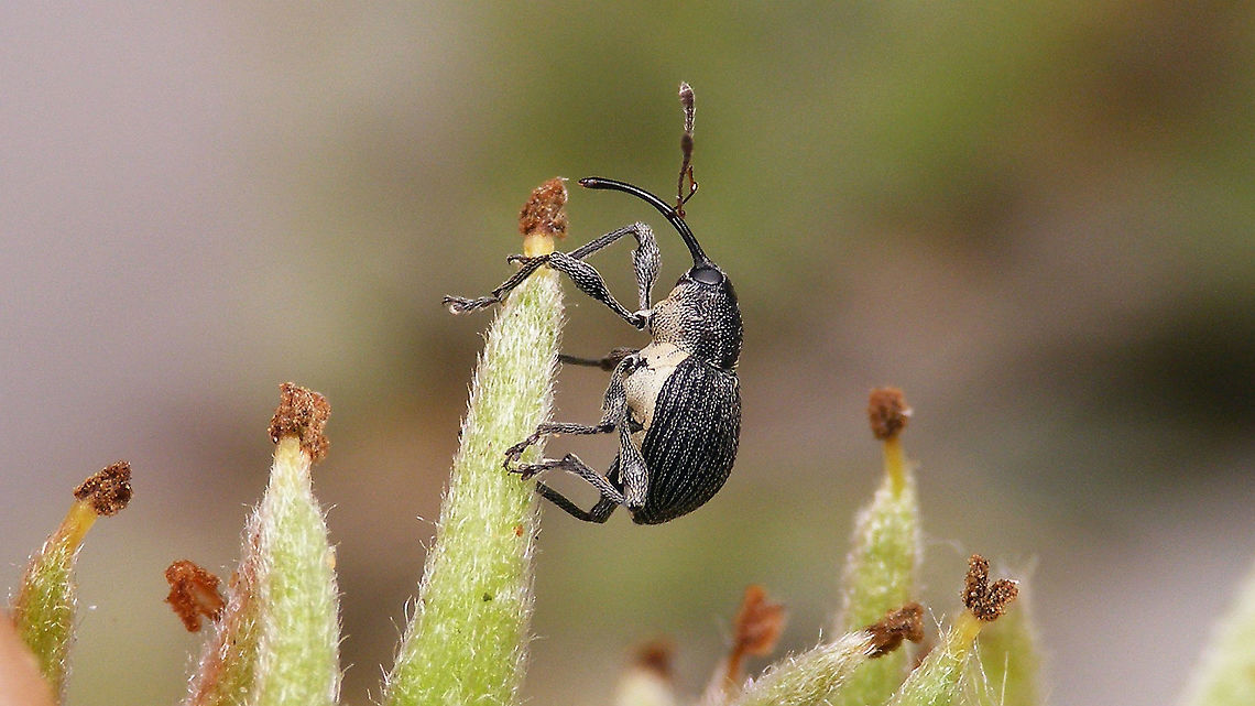Archarius salicivorus Not the sharpest shot, but an endearing scene, me thinks ... Archarius,Archarius salicivorus,Curculio,Curculio salicivorus,Curculionidae,Curculioninae,Curculionoidea,Geotagged,Netherlands