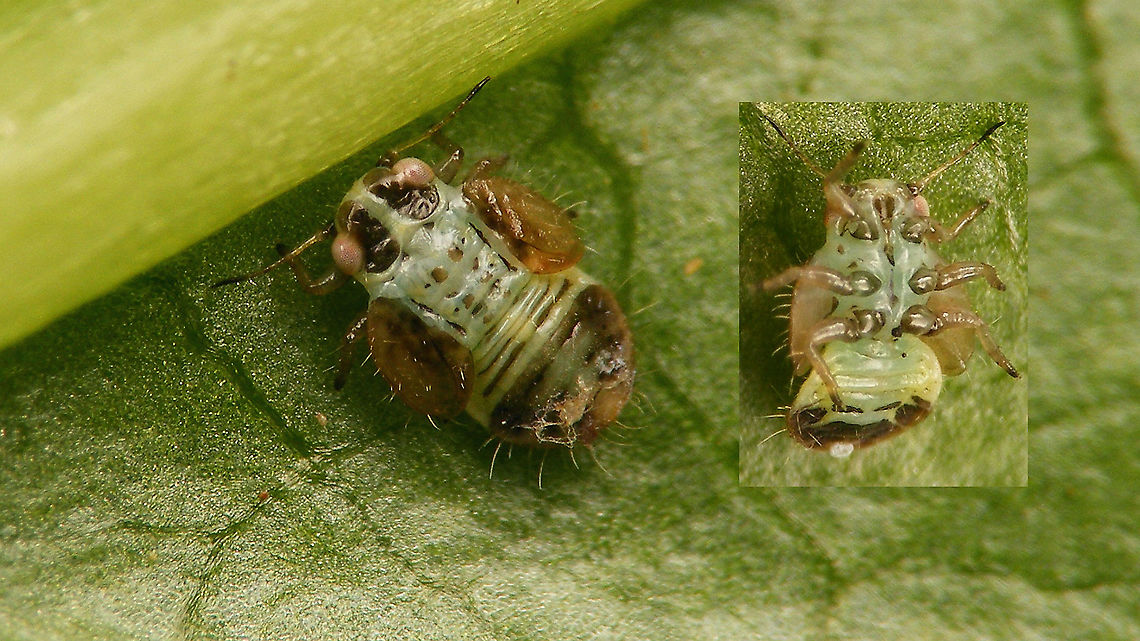 Cacopsylla sp - Older nymph with ventral view More info with this image:<br />
<figure class="photo"><a href="https://www.jungledragon.com/image/113940/cacopsylla_sp_-_last_stadium_nymph.html" title="Cacopsylla sp - Last stadium nymph"><img src="https://s3.amazonaws.com/media.jungledragon.com/images/3043/113940_thumb.jpg?AWSAccessKeyId=05GMT0V3GWVNE7GGM1R2&Expires=1759968010&Signature=V7%2B3kNPClXgW0f7Lm6LyVw%2Fo78o%3D" width="200" height="114" alt="Cacopsylla sp - Last stadium nymph Last week I found a small family of nymphs of some Cacopsylla sp on Salix cinerea. Turned out to be various stages of development, but no matures for ID ... oh well ... neat to see the shapes and colours of the little ones anyway ... <br />
This here image shows a last stadium nymph on a tooth pick.<br />
<br />
Here is an older nymph (early in last stadium or maybe stadium before last?), with a view of the ventral side:<br />
https://www.jungledragon.com/image/113939/cacopsylla_sp_-_older_nymph_with_ventral_view.html<br />
Here is the same stadium more teneral still:<br />
https://www.jungledragon.com/image/113941/cacopsylla_sp_-_older_nymph_still_teneral.html<br />
Here are some younger nymphs:<br />
https://www.jungledragon.com/image/113942/cacopsylla_sp_-_younger_nymphs.html<br />
Compare here with the nymphs of the family Triozidae, that are notably different looking:<br />
https://www.jungledragon.com/image/107290/heterotrioza_chenopodii_-_nymph.html<br />
https://www.jungledragon.com/image/107377/heterotrioza_chenopodii_-_l5_and_l4_on_mm_paper.html Cacopsylla,Nymph,Psyllidae,Psylloidea,Salix cinerea,Sternorrhyncha" /></a></figure> Cacopsylla,Nymph,Psyllidae,Psylloidea,Salix cinerea,Sternorrhyncha