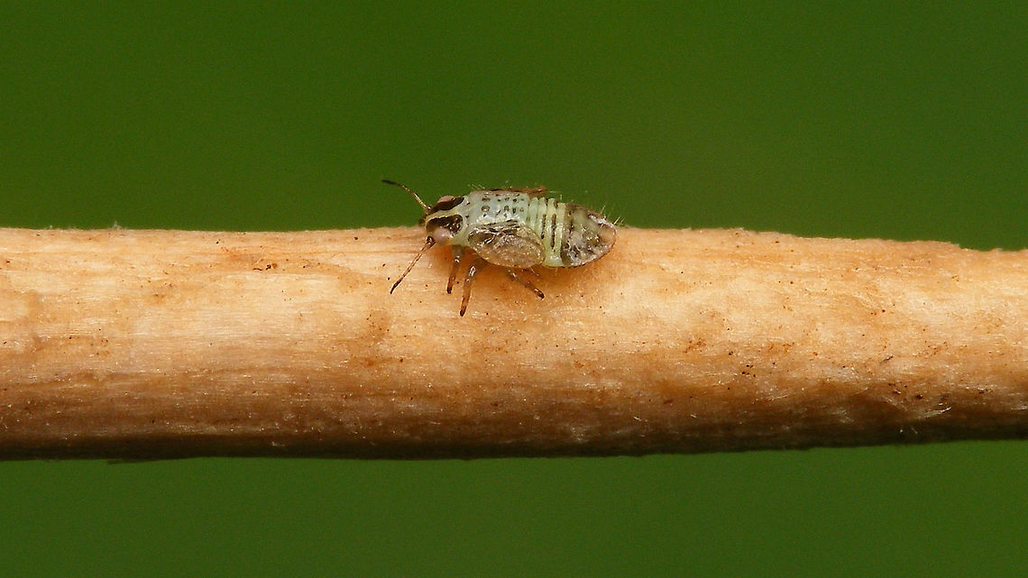 Cacopsylla sp - Last stadium nymph Last week I found a small family of nymphs of some Cacopsylla sp on Salix cinerea. Turned out to be various stages of development, but no matures for ID ... oh well ... neat to see the shapes and colours of the little ones anyway ... <br />
This here image shows a last stadium nymph on a tooth pick.<br />
<br />
Here is an older nymph (early in last stadium or maybe stadium before last?), with a view of the ventral side:<br />
<figure class="photo"><a href="https://www.jungledragon.com/image/113939/cacopsylla_sp_-_older_nymph_with_ventral_view.html" title="Cacopsylla sp - Older nymph with ventral view"><img src="https://s3.amazonaws.com/media.jungledragon.com/images/3043/113939_thumb.jpg?AWSAccessKeyId=05GMT0V3GWVNE7GGM1R2&Expires=1770854410&Signature=O0CXBbP2xE9GtLEQ2OL5iLYqCSg%3D" width="200" height="114" alt="Cacopsylla sp - Older nymph with ventral view More info with this image:<br />
https://www.jungledragon.com/image/113940/cacopsylla_sp_-_last_stadium_nymph.html Cacopsylla,Nymph,Psyllidae,Psylloidea,Salix cinerea,Sternorrhyncha" /></a></figure><br />
Here is the same stadium more teneral still:<br />
<figure class="photo"><a href="https://www.jungledragon.com/image/113941/cacopsylla_sp_-_older_nymph_still_teneral.html" title="Cacopsylla sp - Older nymph still teneral"><img src="https://s3.amazonaws.com/media.jungledragon.com/images/3043/113941_thumb.jpg?AWSAccessKeyId=05GMT0V3GWVNE7GGM1R2&Expires=1770854410&Signature=4Jo8urf562p8AjtydCawAbc77pk%3D" width="200" height="114" alt="Cacopsylla sp - Older nymph still teneral More info with this image:<br />
https://www.jungledragon.com/image/113940/cacopsylla_sp_-_last_stadium_nymph.html Cacopsylla,Nymph,Psyllidae,Psylloidea,Salix cinerea,Sternorrhyncha,Teneral" /></a></figure><br />
Here are some younger nymphs:<br />
<figure class="photo"><a href="https://www.jungledragon.com/image/113942/cacopsylla_sp_-_younger_nymphs.html" title="Cacopsylla sp - Younger nymphs"><img src="https://s3.amazonaws.com/media.jungledragon.com/images/3043/113942_thumb.jpg?AWSAccessKeyId=05GMT0V3GWVNE7GGM1R2&Expires=1770854410&Signature=1RxTZza4EEIf%2FFNDcYR4e58%2BnNk%3D" width="200" height="114" alt="Cacopsylla sp - Younger nymphs The scale bottom right shows that the smaller nymph is just about 1mm.<br />
More info with this image:<br />
https://www.jungledragon.com/image/113940/cacopsylla_sp_-_last_stadium_nymph.html Cacopsylla,Nymph,Psyllidae,Psylloidea,Salix cinerea,Sternorrhyncha" /></a></figure><br />
Compare here with the nymphs of the family Triozidae, that are notably different looking:<br />
<figure class="photo"><a href="https://www.jungledragon.com/image/107290/heterotrioza_chenopodii_-_nymph.html" title="Heterotrioza chenopodii - Nymph"><img src="https://s3.amazonaws.com/media.jungledragon.com/images/3043/107290_thumb.jpg?AWSAccessKeyId=05GMT0V3GWVNE7GGM1R2&Expires=1770854410&Signature=K7GqLQy2ao9RWhQvo%2BZMwPQYfpk%3D" width="200" height="114" alt="Heterotrioza chenopodii - Nymph Fifth/last stadium nymph. The "big" one in this image is quite possibly the same individual:<br />
https://www.jungledragon.com/image/107377/heterotrioza_chenopodii_-_l5_and_l4_on_mm_paper.html<br />
More info with this image:<br />
https://www.jungledragon.com/image/107378/heterotrioza_chenopodii_-_teneral_imago.html Geotagged,Heterotrioza,Heterotrioza chenopodii,La Palma (Canary Islands),Nymph,Psylloidea,Spain,Triozidae" /></a></figure><br />
<figure class="photo"><a href="https://www.jungledragon.com/image/107377/heterotrioza_chenopodii_-_l5_and_l4_on_mm_paper.html" title="Heterotrioza chenopodii - L5 and L4 on mm paper"><img src="https://s3.amazonaws.com/media.jungledragon.com/images/3043/107377_thumb.jpg?AWSAccessKeyId=05GMT0V3GWVNE7GGM1R2&Expires=1770854410&Signature=f3Kjpdnuba9R3UGPFdEROKA8oR8%3D" width="200" height="114" alt="Heterotrioza chenopodii - L5 and L4 on mm paper Collage of (very mediocre images of) a 5th and 4th stadium nymph on millimeter paper for size.<br />
Better close op of a L5 (possibly same individual) here:<br />
https://www.jungledragon.com/image/107290/heterotrioza_chenopodii_-_nymph.html<br />
More info here:<br />
https://www.jungledragon.com/image/107378/heterotrioza_chenopodii_-_teneral_imago.html Geotagged,Heterotrioza,Heterotrioza chenopodii,La Palma (Canary Islands),Nymph,Psylloidea,Spain,Triozidae" /></a></figure> Cacopsylla,Nymph,Psyllidae,Psylloidea,Salix cinerea,Sternorrhyncha