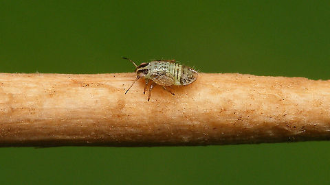 Cacopsylla sp - Last stadium nymph Last week I found a small family of nymphs of some Cacopsylla sp on Salix cinerea. Turned out to be various stages of development, but no matures for ID ... oh well ... neat to see the shapes and colours of the little ones anyway ... 
This here image shows a last stadium nymph on a tooth pick.

Here is an older nymph (early in last stadium or maybe stadium before last?), with a view of the ventral side:
https://www.jungledragon.com/image/113939/cacopsylla_sp_-_older_nymph_with_ventral_view.html
Here is the same stadium more teneral still:
https://www.jungledragon.com/image/113941/cacopsylla_sp_-_older_nymph_still_teneral.html
Here are some younger nymphs:
https://www.jungledragon.com/image/113942/cacopsylla_sp_-_younger_nymphs.html
Compare here with the nymphs of the family Triozidae, that are notably different looking:
https://www.jungledragon.com/image/107290/heterotrioza_chenopodii_-_nymph.html
https://www.jungledragon.com/image/107377/heterotrioza_chenopodii_-_l5_and_l4_on_mm_paper.html Cacopsylla,Nymph,Psyllidae,Psylloidea,Salix cinerea,Sternorrhyncha