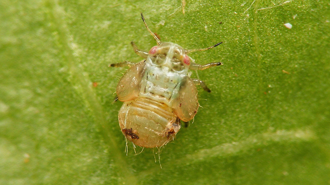 Cacopsylla sp - Older nymph still teneral More info with this image:<br />
<figure class="photo"><a href="https://www.jungledragon.com/image/113940/cacopsylla_sp_-_last_stadium_nymph.html" title="Cacopsylla sp - Last stadium nymph"><img src="https://s3.amazonaws.com/media.jungledragon.com/images/3043/113940_thumb.jpg?AWSAccessKeyId=05GMT0V3GWVNE7GGM1R2&Expires=1759968010&Signature=V7%2B3kNPClXgW0f7Lm6LyVw%2Fo78o%3D" width="200" height="114" alt="Cacopsylla sp - Last stadium nymph Last week I found a small family of nymphs of some Cacopsylla sp on Salix cinerea. Turned out to be various stages of development, but no matures for ID ... oh well ... neat to see the shapes and colours of the little ones anyway ... <br />
This here image shows a last stadium nymph on a tooth pick.<br />
<br />
Here is an older nymph (early in last stadium or maybe stadium before last?), with a view of the ventral side:<br />
https://www.jungledragon.com/image/113939/cacopsylla_sp_-_older_nymph_with_ventral_view.html<br />
Here is the same stadium more teneral still:<br />
https://www.jungledragon.com/image/113941/cacopsylla_sp_-_older_nymph_still_teneral.html<br />
Here are some younger nymphs:<br />
https://www.jungledragon.com/image/113942/cacopsylla_sp_-_younger_nymphs.html<br />
Compare here with the nymphs of the family Triozidae, that are notably different looking:<br />
https://www.jungledragon.com/image/107290/heterotrioza_chenopodii_-_nymph.html<br />
https://www.jungledragon.com/image/107377/heterotrioza_chenopodii_-_l5_and_l4_on_mm_paper.html Cacopsylla,Nymph,Psyllidae,Psylloidea,Salix cinerea,Sternorrhyncha" /></a></figure> Cacopsylla,Nymph,Psyllidae,Psylloidea,Salix cinerea,Sternorrhyncha,Teneral