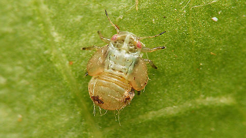 Cacopsylla sp - Older nymph still teneral More info with this image:
https://www.jungledragon.com/image/113940/cacopsylla_sp_-_last_stadium_nymph.html Cacopsylla,Nymph,Psyllidae,Psylloidea,Salix cinerea,Sternorrhyncha,Teneral