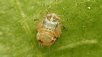 Cacopsylla sp - Older nymph still teneral More info with this image:<br />
https://www.jungledragon.com/image/113940/cacopsylla_sp_-_last_stadium_nymph.html Cacopsylla,Nymph,Psyllidae,Psylloidea,Salix cinerea,Sternorrhyncha,Teneral