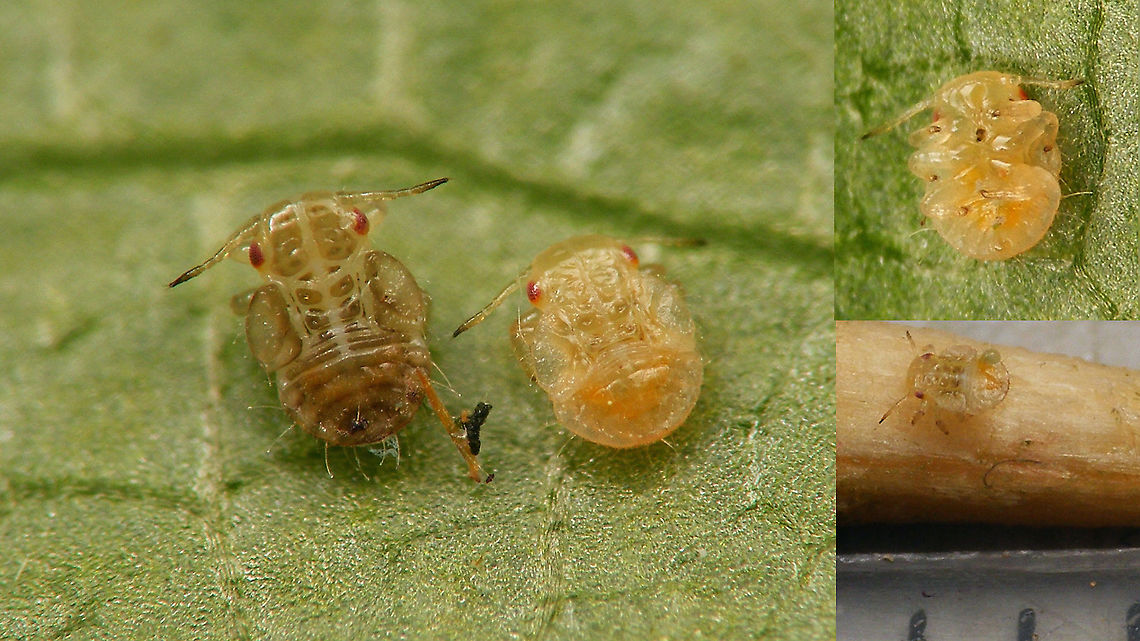 Cacopsylla sp - Younger nymphs The scale bottom right shows that the smaller nymph is just about 1mm.<br />
More info with this image:<br />
<figure class="photo"><a href="https://www.jungledragon.com/image/113940/cacopsylla_sp_-_last_stadium_nymph.html" title="Cacopsylla sp - Last stadium nymph"><img src="https://s3.amazonaws.com/media.jungledragon.com/images/3043/113940_thumb.jpg?AWSAccessKeyId=05GMT0V3GWVNE7GGM1R2&Expires=1763596810&Signature=9kqy8I1xEuKpwsfwfzrA1tbgv20%3D" width="200" height="114" alt="Cacopsylla sp - Last stadium nymph Last week I found a small family of nymphs of some Cacopsylla sp on Salix cinerea. Turned out to be various stages of development, but no matures for ID ... oh well ... neat to see the shapes and colours of the little ones anyway ... <br />
This here image shows a last stadium nymph on a tooth pick.<br />
<br />
Here is an older nymph (early in last stadium or maybe stadium before last?), with a view of the ventral side:<br />
https://www.jungledragon.com/image/113939/cacopsylla_sp_-_older_nymph_with_ventral_view.html<br />
Here is the same stadium more teneral still:<br />
https://www.jungledragon.com/image/113941/cacopsylla_sp_-_older_nymph_still_teneral.html<br />
Here are some younger nymphs:<br />
https://www.jungledragon.com/image/113942/cacopsylla_sp_-_younger_nymphs.html<br />
Compare here with the nymphs of the family Triozidae, that are notably different looking:<br />
https://www.jungledragon.com/image/107290/heterotrioza_chenopodii_-_nymph.html<br />
https://www.jungledragon.com/image/107377/heterotrioza_chenopodii_-_l5_and_l4_on_mm_paper.html Cacopsylla,Nymph,Psyllidae,Psylloidea,Salix cinerea,Sternorrhyncha" /></a></figure> Cacopsylla,Nymph,Psyllidae,Psylloidea,Salix cinerea,Sternorrhyncha