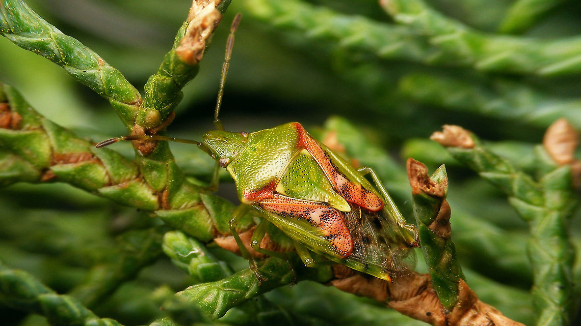 Cyphostethus tristriatus - Camouflage Sometimes you wonder what&#039;s up with the colourful patterns on a bug like this, but I think this image nicely shows that these can actually be effective camouflage :o)<br />
Shot about a month ago. Acanthosomatidae,Camouflage,Cyphostethus,Cyphostethus tristriatus,Jane's garden,Juniper shield bug,Pentatomoidea,nl: Jeneverbeskielwants