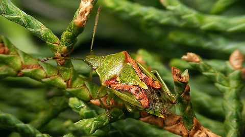 Cyphostethus tristriatus - Camouflage Sometimes you wonder what's up with the colourful patterns on a bug like this, but I think this image nicely shows that these can actually be effective camouflage :o)
Shot about a month ago. Acanthosomatidae,Camouflage,Cyphostethus,Cyphostethus tristriatus,Jane's garden,Juniper shield bug,Pentatomoidea,nl: Jeneverbeskielwants