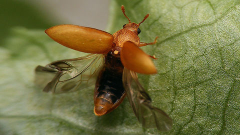Byturus tomentosus - Taking off  Byturidae,Byturus,Byturus tomentosus,Raspberry beetle,nl: Frambozenkever