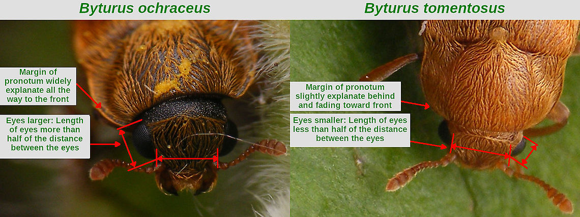 Byturus ochraceus vs. tomentosus Seeing a Byturus in the uploads by Claude yesterday made me realize I have these images on waarneming.nl and had been planning to add an English version to JD but hadn&#039;t gotten around to it ... so here it is - a tad Q&amp;D, but hey :o)<br />
<br />
The two western European Byturus species can be very hard to tell apart, especially from photo. Both are quite variable in colour and the colour changes during the season as the beetles mature more (the beetles become darker and duller), so this is a very unreliable character for ID(!)<br />
Better characters are the male genitalia, size and density of punctures on pronotum and elytra (hidden under the dense hairs), width of the explanate margins of the pronotum (also often obscured by hairs) and the size of the eyes versus the distance between them. Mostly, only that last criterion is visible on photos. Beetle ID help,Byturidae,Byturus,Byturus ochraceus,Byturus tomentosus,nl: Frambozenkever,nl: Grauwe frambozentor