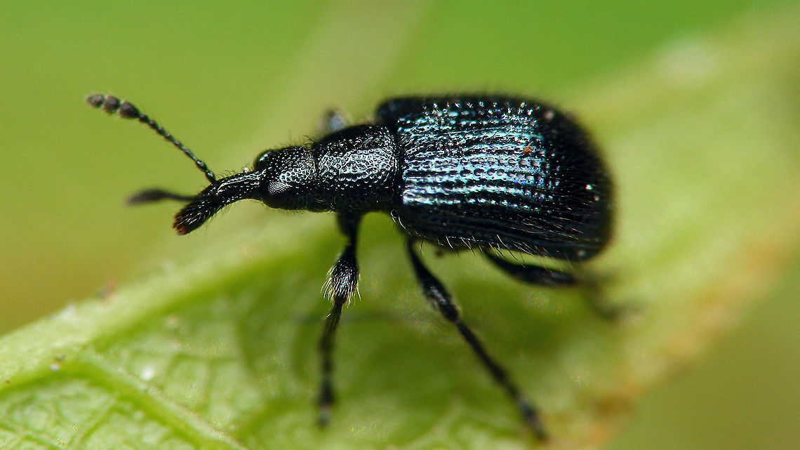 Gonzo! Sorry, horrible DOF, but I couldn&#039;t resist sharing this encounter with Gonzo (Neocoenorrhinus pauxillus).<br />
He&#039;s doing well, but said he misses the good old days of fooling around with all the other muppets :o) Attelabidae,Curculionoidea,Jane's garden,Neocoenorrhinus,Neocoenorrhinus pauxillus,Rhynchitidae,Rhynchitinae,nl: Appelbladsteker