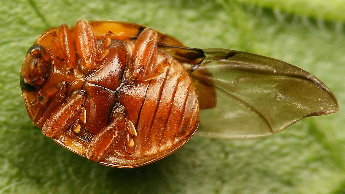 Calvia quatuordecimguttata - Ventral (wing out) See with this image:<br />
<figure class="photo"><a href="https://www.jungledragon.com/image/114348/calvia_quatuordecimguttata_-_damaged.html" title="Calvia quatuordecimguttata - Damaged"><img src="https://s3.amazonaws.com/media.jungledragon.com/images/3043/114348_thumb.jpg?AWSAccessKeyId=05GMT0V3GWVNE7GGM1R2&Expires=1759968010&Signature=N7JqzbSnZ4HoBAE6BXlGmdfw6Z4%3D" width="200" height="114" alt="Calvia quatuordecimguttata - Damaged This heavily damaged Cream-spot volunteered to have a few close-ups taken. After the session it ran off and even (clumsily) flew a little, so I&#039;m confident it will still be part of what ladybirds do to make sure we can enjoy this species next year again...<br />
https://www.jungledragon.com/image/114347/calvia_quatuordecimguttata_-_ventral_wing_out.html<br />
https://www.jungledragon.com/image/114349/calvia_quatuordecimguttata_-_some_details.html<br />
 Calvia,Calvia quatuordecimguttata,Coccinellidae,Coccinellinae,Coleoptera,Cream-spot Ladybird,Cream-spot ladybird,Geotagged,Ladybird,Netherlands,nl: Roomvleklieveheersbeestje" /></a></figure> Calvia,Calvia quatuordecimguttata,Coccinellidae,Coccinellinae,Coleoptera,Cream-spot Ladybird,Cream-spot ladybird,Ladybird,nl: Roomvleklieveheersbeestje