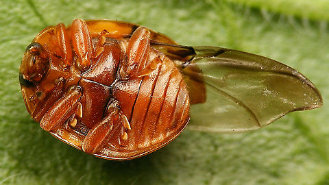 Calvia quatuordecimguttata - Ventral (wing out) See with this image:
https://www.jungledragon.com/image/114348/calvia_quatuordecimguttata_-_damaged.html Calvia,Calvia quatuordecimguttata,Coccinellidae,Coccinellinae,Coleoptera,Cream-spot Ladybird,Cream-spot ladybird,Ladybird,nl: Roomvleklieveheersbeestje