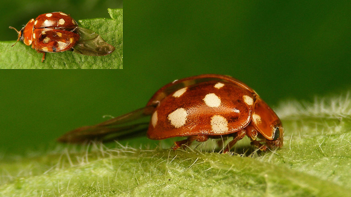 Calvia quatuordecimguttata - Damaged This heavily damaged Cream-spot volunteered to have a few close-ups taken. After the session it ran off and even (clumsily) flew a little, so I&#039;m confident it will still be part of what ladybirds do to make sure we can enjoy this species next year again...<br />
<figure class="photo"><a href="https://www.jungledragon.com/image/114347/calvia_quatuordecimguttata_-_ventral_wing_out.html" title="Calvia quatuordecimguttata - Ventral (wing out)"><img src="https://s3.amazonaws.com/media.jungledragon.com/images/3043/114347_thumb.jpg?AWSAccessKeyId=05GMT0V3GWVNE7GGM1R2&Expires=1759968010&Signature=K5QvjXHyxRX2sfQf3mMQ9dL1a8g%3D" width="200" height="114" alt="Calvia quatuordecimguttata - Ventral (wing out) See with this image:<br />
https://www.jungledragon.com/image/114348/calvia_quatuordecimguttata_-_damaged.html Calvia,Calvia quatuordecimguttata,Coccinellidae,Coccinellinae,Coleoptera,Cream-spot Ladybird,Cream-spot ladybird,Ladybird,nl: Roomvleklieveheersbeestje" /></a></figure><br />
<figure class="photo"><a href="https://www.jungledragon.com/image/114349/calvia_quatuordecimguttata_-_some_details.html" title="Calvia quatuordecimguttata - Some details"><img src="https://s3.amazonaws.com/media.jungledragon.com/images/3043/114349_thumb.jpg?AWSAccessKeyId=05GMT0V3GWVNE7GGM1R2&Expires=1759968010&Signature=W4dEgwYadSEd5ud6HUNtFG%2BxV7o%3D" width="200" height="114" alt="Calvia quatuordecimguttata - Some details See with this image:<br />
https://www.jungledragon.com/image/114348/calvia_quatuordecimguttata_-_damaged.html Calvia,Calvia quatuordecimguttata,Coccinellidae,Coccinellinae,Coleoptera,Cream-spot Ladybird,Cream-spot ladybird,Ladybird,nl: Roomvleklieveheersbeestje" /></a></figure><br />
 Calvia,Calvia quatuordecimguttata,Coccinellidae,Coccinellinae,Coleoptera,Cream-spot Ladybird,Cream-spot ladybird,Geotagged,Ladybird,Netherlands,nl: Roomvleklieveheersbeestje
