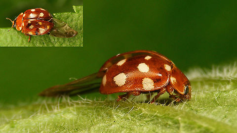Calvia quatuordecimguttata - Damaged This heavily damaged Cream-spot volunteered to have a few close-ups taken. After the session it ran off and even (clumsily) flew a little, so I'm confident it will still be part of what ladybirds do to make sure we can enjoy this species next year again...
https://www.jungledragon.com/image/114347/calvia_quatuordecimguttata_-_ventral_wing_out.html
https://www.jungledragon.com/image/114349/calvia_quatuordecimguttata_-_some_details.html
 Calvia,Calvia quatuordecimguttata,Coccinellidae,Coccinellinae,Coleoptera,Cream-spot Ladybird,Cream-spot ladybird,Geotagged,Ladybird,Netherlands,nl: Roomvleklieveheersbeestje