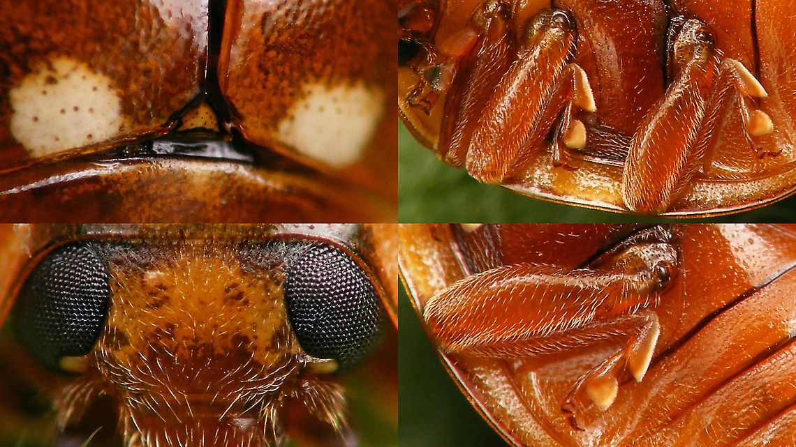 Calvia quatuordecimguttata - Some details See with this image:<br />
<figure class="photo"><a href="https://www.jungledragon.com/image/114348/calvia_quatuordecimguttata_-_damaged.html" title="Calvia quatuordecimguttata - Damaged"><img src="https://s3.amazonaws.com/media.jungledragon.com/images/3043/114348_thumb.jpg?AWSAccessKeyId=05GMT0V3GWVNE7GGM1R2&Expires=1767225610&Signature=G%2FwyV0b%2BarlKPL8RyfoAVz2cxsA%3D" width="200" height="114" alt="Calvia quatuordecimguttata - Damaged This heavily damaged Cream-spot volunteered to have a few close-ups taken. After the session it ran off and even (clumsily) flew a little, so I&#039;m confident it will still be part of what ladybirds do to make sure we can enjoy this species next year again...<br />
https://www.jungledragon.com/image/114347/calvia_quatuordecimguttata_-_ventral_wing_out.html<br />
https://www.jungledragon.com/image/114349/calvia_quatuordecimguttata_-_some_details.html<br />
 Calvia,Calvia quatuordecimguttata,Coccinellidae,Coccinellinae,Coleoptera,Cream-spot Ladybird,Cream-spot ladybird,Geotagged,Ladybird,Netherlands,nl: Roomvleklieveheersbeestje" /></a></figure> Calvia,Calvia quatuordecimguttata,Coccinellidae,Coccinellinae,Coleoptera,Cream-spot Ladybird,Cream-spot ladybird,Ladybird,nl: Roomvleklieveheersbeestje