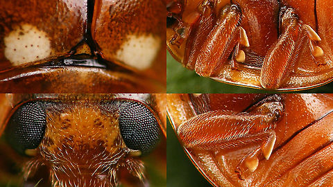 Calvia quatuordecimguttata - Some details See with this image:
https://www.jungledragon.com/image/114348/calvia_quatuordecimguttata_-_damaged.html Calvia,Calvia quatuordecimguttata,Coccinellidae,Coccinellinae,Coleoptera,Cream-spot Ladybird,Cream-spot ladybird,Ladybird,nl: Roomvleklieveheersbeestje