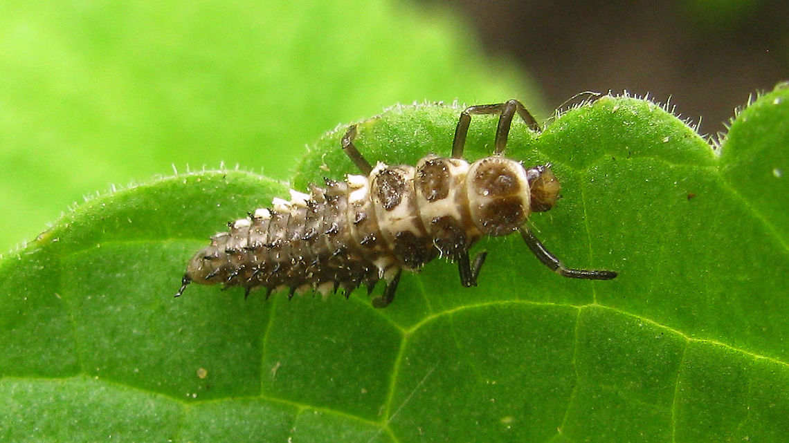 Calvia quatuordecimguttata - L4 Last stadium larva of Cream-spot (older image, circa 2010) Calvia,Calvia quatuordecimguttata,Coccinellidae,Coccinellinae,Coleoptera,Cream-spot Ladybird,Cream-spot ladybird,Ladybird,Larva,nl: Roomvleklieveheersbeestje