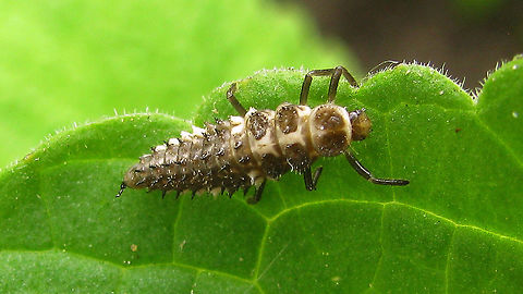 Calvia quatuordecimguttata - L4 Last stadium larva of Cream-spot (older image, circa 2010) Calvia,Calvia quatuordecimguttata,Coccinellidae,Coccinellinae,Coleoptera,Cream-spot Ladybird,Cream-spot ladybird,Ladybird,Larva,nl: Roomvleklieveheersbeestje