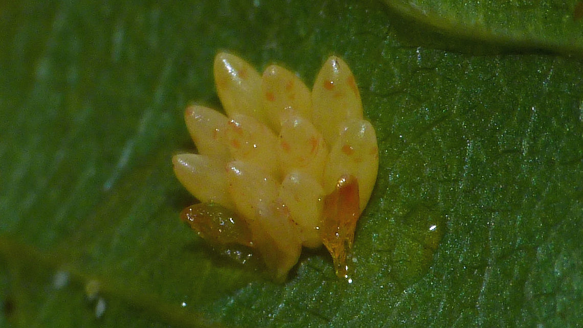 Calvia quatuordecimguttata - Eggs Older, very low quality image of a batch of eggs of Calvia quatuordecimguttata Calvia,Calvia quatuordecimguttata,Coccinellidae,Coccinellinae,Coleoptera,Cream-spot Ladybird,Cream-spot ladybird,Eggs,Geotagged,Ladybird,Netherlands,Ovae,nl: Roomvleklieveheersbeestje