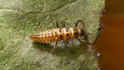 Calvia quatuordecimguttata - L3 3rd stadium larva of Cream-spot ladybird beetle Calvia,Calvia quatuordecimguttata,Coccinellidae,Coccinellinae,Coleoptera,Cream-spot Ladybird,Cream-spot ladybird,Geotagged,Ladybird,Larva,Netherlands,nl: Roomvleklieveheersbeestje