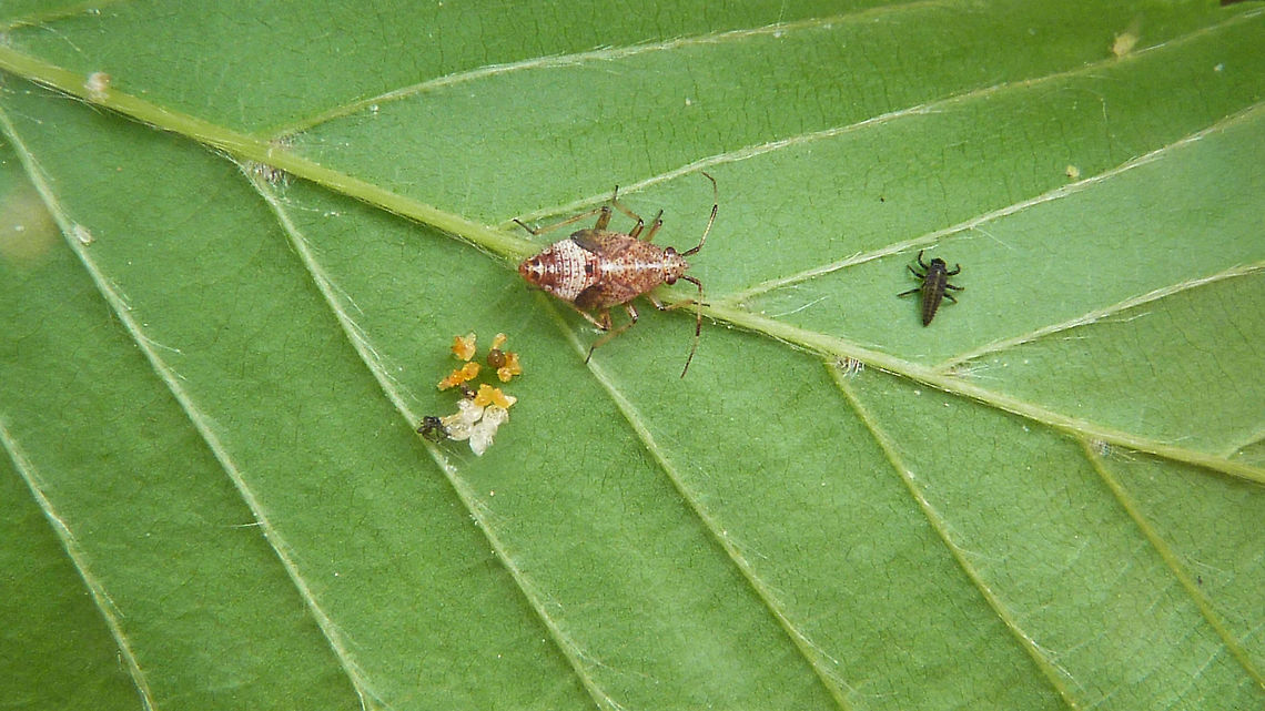 Calvia quatuordecimguttata - L1 Empty batch of eggs and a first stadium larva of Cream-spot ladybird beetle, with another predator dominantly present (nymph of Deraeocoris flavilinea) Calvia,Calvia quatuordecimguttata,Coccinellidae,Coccinellinae,Coleoptera,Cream-spot Ladybird,Cream-spot ladybird,Deraeocoris flavilinea,Geotagged,Ladybird,Larva,Netherlands,nl: Roomvleklieveheersbeestje