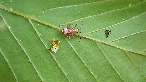 Calvia quatuordecimguttata - L1 Empty batch of eggs and a first stadium larva of Cream-spot ladybird beetle, with another predator dominantly present (nymph of Deraeocoris flavilinea) Calvia,Calvia quatuordecimguttata,Coccinellidae,Coccinellinae,Coleoptera,Cream-spot Ladybird,Cream-spot ladybird,Deraeocoris flavilinea,Geotagged,Ladybird,Larva,Netherlands,nl: Roomvleklieveheersbeestje