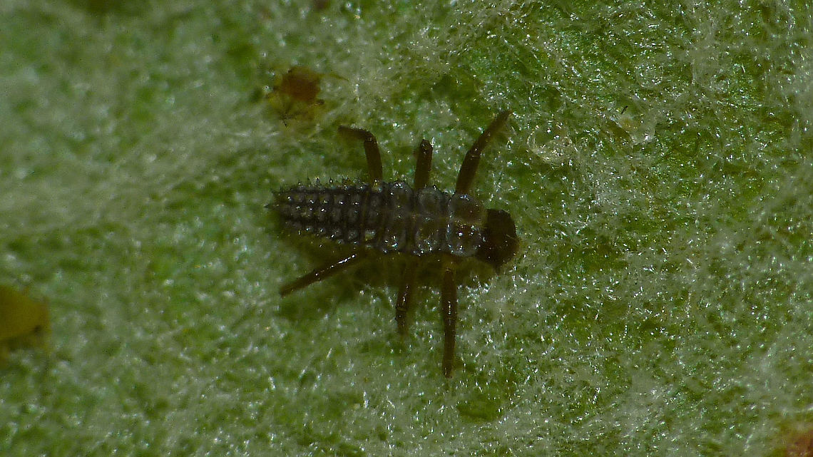 Calvia quatuordecimguttata - L1 teneral Still teneral first stadium larva of Cream-spot ladybird beetle Calvia,Calvia quatuordecimguttata,Coccinellidae,Coccinellinae,Coleoptera,Cream-spot ladybird,Ladybird,Larva,Teneral,nl: Roomvleklieveheersbeestje