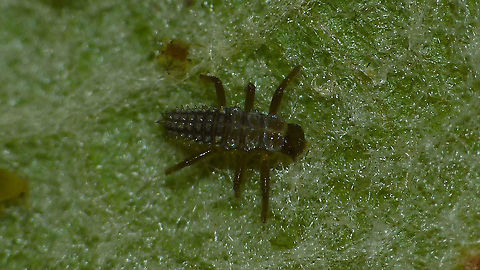 Calvia quatuordecimguttata - L1 teneral Still teneral first stadium larva of Cream-spot ladybird beetle Calvia,Calvia quatuordecimguttata,Coccinellidae,Coccinellinae,Coleoptera,Cream-spot ladybird,Ladybird,Larva,Teneral,nl: Roomvleklieveheersbeestje