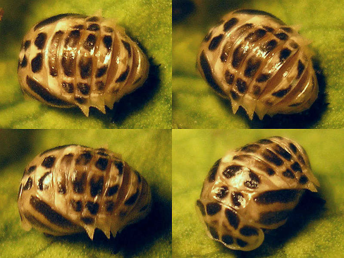Calvia quatuordecimguttata - Pupa Horrible old images of a pupa of a Cream-spot ladybird beetle  Calvia,Calvia quatuordecimguttata,Coccinellidae,Coccinellinae,Coleoptera,Cream-spot Ladybird,Ladybird,Pupa,nl: Roomvleklieveheersbeestje
