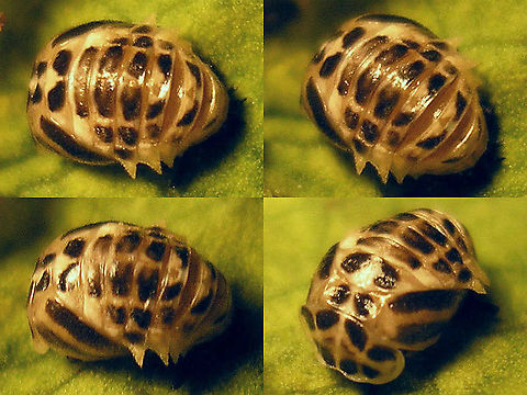 Calvia quatuordecimguttata - Pupa Horrible old images of a pupa of a Cream-spot ladybird beetle  Calvia,Calvia quatuordecimguttata,Coccinellidae,Coccinellinae,Coleoptera,Cream-spot Ladybird,Ladybird,Pupa,nl: Roomvleklieveheersbeestje