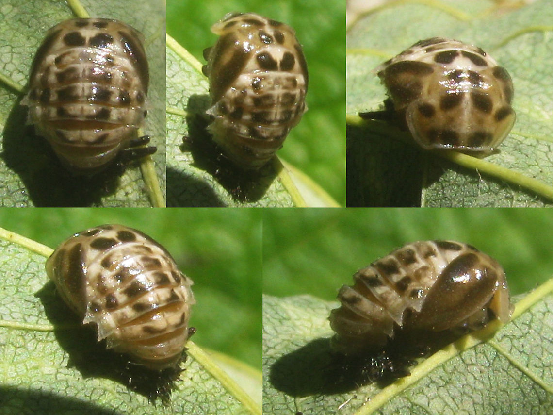Calvia quatuordecimguttata - Pupa Horrible out of focus old images of a pupa of a Cream-spot ladybird beetle  Calvia,Calvia quatuordecimguttata,Coccinellidae,Coccinellinae,Coleoptera,Cream-spot Ladybird,Ladybird,Pupa,nl: Roomvleklieveheersbeestje