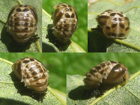 Calvia quatuordecimguttata - Pupa Horrible out of focus old images of a pupa of a Cream-spot ladybird beetle  Calvia,Calvia quatuordecimguttata,Coccinellidae,Coccinellinae,Coleoptera,Cream-spot Ladybird,Ladybird,Pupa,nl: Roomvleklieveheersbeestje