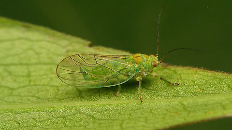 Psylla alni - Male Stumbled on this image from last summer while sorting through some backlog images ... might as well ... Alder sucker,Jane's garden,Psylla,Psylla alni,Psyllidae,Psylloidea,Sternorrhyncha,nl: Elzenbladvlo