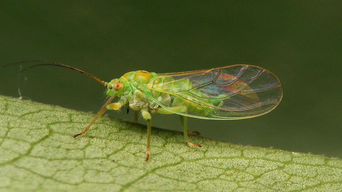 Psylla alni - Ventrolateral  Alder sucker,Jane's garden,Psylla,Psylla alni,Psyllidae,Psylloidea,Sternorrhyncha,nl: Elzenbladvlo