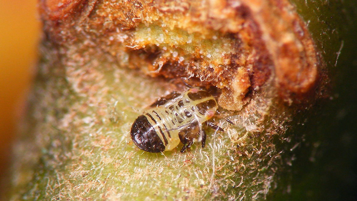 Cacopsylla sp - Nymph hiding Two images shot last year, of some Psyllidae nymph (very probably Cacopsylla) that was wandering about in January on twigs with eggs of Plocamaphis that we had kept to see what gives.<br />
<figure class="photo"><a href="https://www.jungledragon.com/image/114390/cacopsylla_sp_-_nymph_on_willow.html" title="Cacopsylla sp - Nymph on Willow"><img src="https://s3.amazonaws.com/media.jungledragon.com/images/3043/114390_thumb.jpg?AWSAccessKeyId=05GMT0V3GWVNE7GGM1R2&Expires=1759968010&Signature=Hxns0TV8Ca%2FoORhGzLqjmCXqbSw%3D" width="200" height="114" alt="Cacopsylla sp - Nymph on Willow Two images shot last year, of some Psyllidae nymph (very probably Cacopsylla) that was wandering about in January on twigs with eggs of Plocamaphis that we had kept to see what gives. <br />
https://www.jungledragon.com/image/114389/cacopsylla_sp_-_nymph_hiding.html Cacopsylla,Nymph,Psyllidae,Psylloidea,Salix cinerea,Sternorrhyncha" /></a></figure> Cacopsylla,Nymph,Psyllidae,Psylloidea,Salix cinerea,Sternorrhyncha