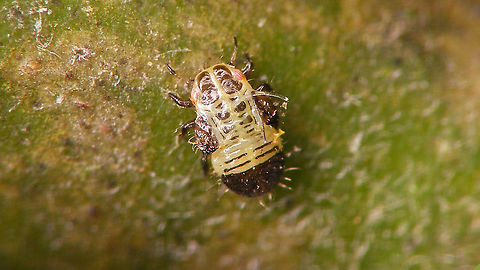 Cacopsylla sp - Nymph on Willow Two images shot last year, of some Psyllidae nymph (very probably Cacopsylla) that was wandering about in January on twigs with eggs of Plocamaphis that we had kept to see what gives. 
https://www.jungledragon.com/image/114389/cacopsylla_sp_-_nymph_hiding.html Cacopsylla,Nymph,Psyllidae,Psylloidea,Salix cinerea,Sternorrhyncha