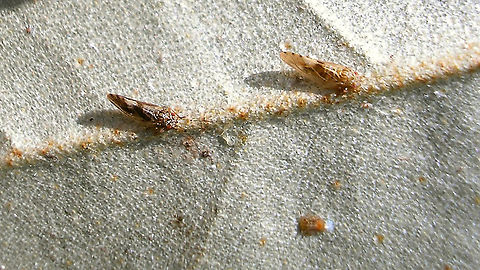 Cacopsylla fulguralis Very old image (2007) but still just enough to be identified to species, due to the distinctive pattern on the wing of this Psyllid.
Note the nymph in the foreground :o) Cacopsylla,Cacopsylla fulguralis,Elaeagnus,Psyllidae,Psylloidea,Sternorrhyncha,nl: Elaeagnusbladvlo