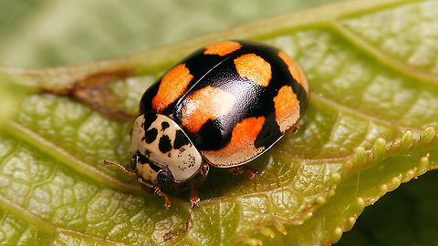 Adalia decempunctata f. decempustulata The red colour still fairly pale Adalia,Adalia decempunctata,Adalia decempunctata f. decempustulata,Coccinellidae,Coccinellinae,Coleoptera,Geotagged,Ladybird,Netherlands,Ten-spot Ladybird,Ten-spotted Ladybird,Ten-spotted lady beetle,nl: Tienstippelig lieveheersbeestje