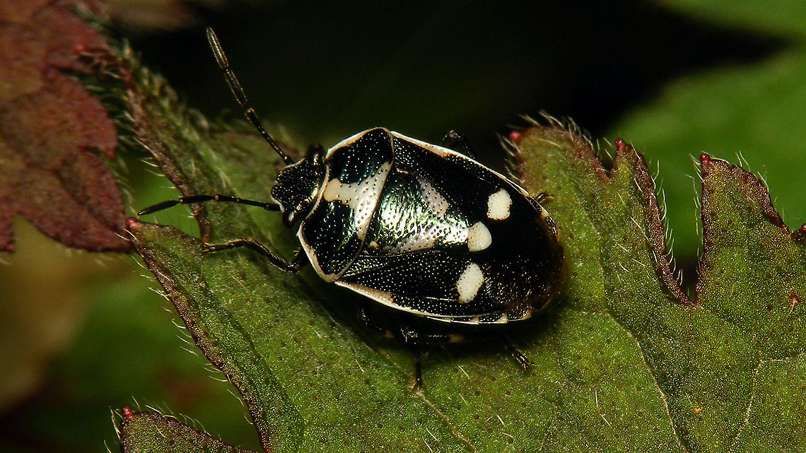 Eurydema oleracea - Black and white First one I saw this year. After posing for a few seconds to allow me taking this picture, it ran off and did a dance with another party lover in a distinguished black and white tuxedo:<br />
<figure class="photo"><a href="https://www.jungledragon.com/image/114496/dance_in_black_and_white.html" title="Dance in black and white"><img src="https://s3.amazonaws.com/media.jungledragon.com/images/3043/114496_thumb.jpg?AWSAccessKeyId=05GMT0V3GWVNE7GGM1R2&Expires=1767225610&Signature=QAx3GGAtvSmdc9ElkV%2FYmvtbhCo%3D" width="200" height="114" alt="Dance in black and white Little party with black and white dress code going on in the garden ...<br />
Close-ups of the dancers:<br />
https://www.jungledragon.com/image/114495/eurydema_oleracea_-_black_and_white.html<br />
https://www.jungledragon.com/image/114497/tritomegas_bicolor.html Eurydema oleracea,Hemiptera,Heteroptera,Jane&#039;s garden,Lamium maculatum,Netherlands,Pentatomidae,Tritomegas bicolor,nl: Dovenetelgraafwants,nl: Gevlekte dovenetel,nl: Koolschidwants" /></a></figure> Eurydema,Eurydema oleracea,Hemiptera,Heteroptera,Jane's garden,Netherlands,Pentatomidae,Strachiini,nl: Koolschidwants