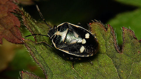 Eurydema oleracea - Black and white First one I saw this year. After posing for a few seconds to allow me taking this picture, it ran off and did a dance with another party lover in a distinguished black and white tuxedo:
https://www.jungledragon.com/image/114496/dance_in_black_and_white.html Eurydema,Eurydema oleracea,Hemiptera,Heteroptera,Jane's garden,Netherlands,Pentatomidae,Strachiini,nl: Koolschidwants