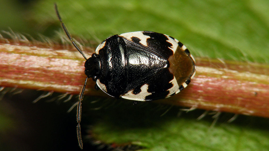 Tritomegas bicolor I figured that if I featured the other dance partner in a close-up, this would only be fair ...<br />
<figure class="photo"><a href="https://www.jungledragon.com/image/114496/dance_in_black_and_white.html" title="Dance in black and white"><img src="https://s3.amazonaws.com/media.jungledragon.com/images/3043/114496_thumb.jpg?AWSAccessKeyId=05GMT0V3GWVNE7GGM1R2&Expires=1763596810&Signature=xWJCG1AVMs9cStf2P4qNH8pAOME%3D" width="200" height="114" alt="Dance in black and white Little party with black and white dress code going on in the garden ...<br />
Close-ups of the dancers:<br />
https://www.jungledragon.com/image/114495/eurydema_oleracea_-_black_and_white.html<br />
https://www.jungledragon.com/image/114497/tritomegas_bicolor.html Eurydema oleracea,Hemiptera,Heteroptera,Jane&#039;s garden,Lamium maculatum,Netherlands,Pentatomidae,Tritomegas bicolor,nl: Dovenetelgraafwants,nl: Gevlekte dovenetel,nl: Koolschidwants" /></a></figure> Cydnidae,Heteroptera,Jane's garden,Pentatomoidea,Pentatomorpha,Pied shield bug,Tritomegas,Tritomegas bicolor,nl: Dovenetelgraafwants