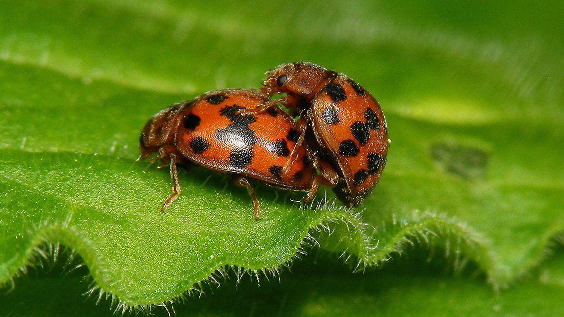 Subcoccinella vigintiquatuorpunctata - Hogging the lady It's that time of the year again ... <br />
Would have tagged this one as "Copula", but truth told there wasn't much of that going on really - more like the dude was keeping the lady 'occupied' or some such. 24-spot Ladybird,24-spot ladybird,Coccinellidae,Coleoptera,Epilachninae,Jane's garden,Subcoccinella,Subcoccinella vigintiquatuorpunctata,nl: Vierentwintigstippelig lieveheersbeestje