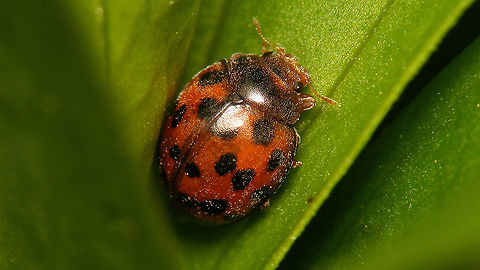 Subcoccinella vigintiquatuorpunctata - Hiding  24-spot Ladybird,24-spot ladybird,Coccinellidae,Coleoptera,Epilachninae,Jane's garden,Subcoccinella,Subcoccinella vigintiquatuorpunctata,nl: Vierentwintigstippelig lieveheersbeestje