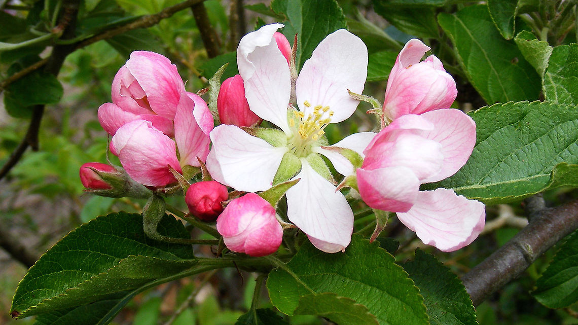 Leny's Appel tree Transplanted this Appel tree two years ago when I had to &#039;clean out&#039; Leny&#039;s garden (landlord&#039;s orders) during a period of the year most unsuitable for this. Well, it survived - maybe this year it will bear fruit again :o) Apple,Jane's garden,Malus,Malus domestica,Malus x domestica,Rosaceae,nl: Eetappel