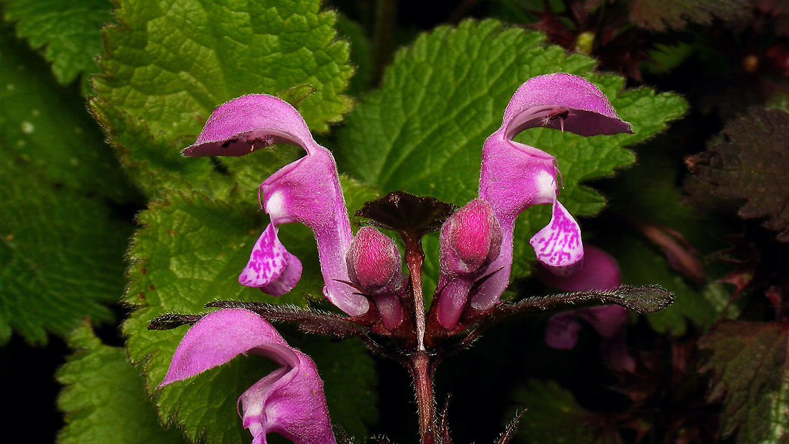 Lamium maculatum - Flowers  Jane's garden,Lamiaceae,Lamium,Lamium maculatum,Netherlands,nl: Gevlekte dovenetel