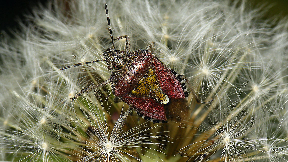 Dolycoris baccarum on Dandelion The Dandelions were popular hangouts for disco dancing today ... <br />
<figure class="photo"><a href="https://www.jungledragon.com/image/114523/larinus_turbinatus_on_dandelion.html" title="Larinus turbinatus on Dandelion"><img src="https://s3.amazonaws.com/media.jungledragon.com/images/3043/114523_thumb.jpg?AWSAccessKeyId=05GMT0V3GWVNE7GGM1R2&Expires=1759968010&Signature=Whyc9%2BIPaZ0O2vNPwb7tOTlZlBA%3D" width="200" height="114" alt="Larinus turbinatus on Dandelion The Dandelions were popular hangouts for disco dancing today ...<br />
https://www.jungledragon.com/image/114522/dolycoris_baccarum_on_dandelion.html Curculionidae,Curculionoidea,Dandelion,Dandelion disco,Jane&#039;s garden,Larinus,Larinus turbinatus,Lixinae,Lixini,nl: Paardenbloem" /></a></figure> Carpocorini,Dandelion,Dandelion disco,Dolycoris,Dolycoris baccarum,Jane's garden,Netherlands,Pentatomidae,Pentatominae,Sloe bug,nl: Bessenschildwants,nl: Paardenbloem,true bug