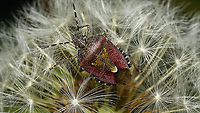 Dolycoris baccarum on Dandelion The Dandelions were popular hangouts for disco dancing today ... <br />
https://www.jungledragon.com/image/114523/larinus_turbinatus_on_dandelion.html Carpocorini,Dandelion,Dandelion disco,Dolycoris,Dolycoris baccarum,Jane's garden,Netherlands,Pentatomidae,Pentatominae,Sloe bug,nl: Bessenschildwants,nl: Paardenbloem,true bug
